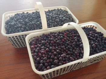 Голубика и саскатунская ягода.