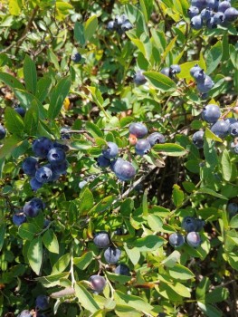 Чем сегодня занимались - 20190805_111455_HDR.jpg