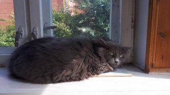 Кого из животных вы содержите? Фото приветствуется. - 20190806_150543.jpg