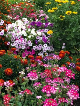 Декоративные садовые растения. - IMG-20190819-WA0003.jpg