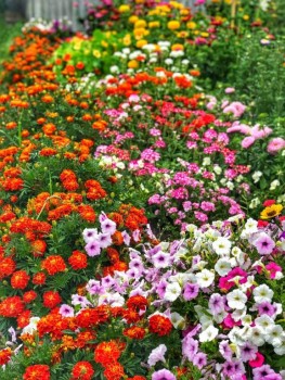 Декоративные садовые растения. - IMG-20190819-WA0006.jpg