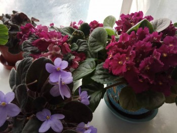 Мои комнатные растения. - IMG_2019-08-22_100532.jpg