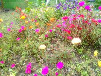 Декоративные садовые растения. - 20190824_111155.jpg