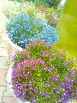 Декоративные садовые растения. - 20190824_111221.jpg