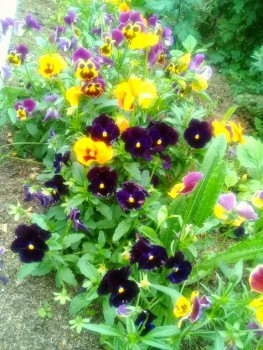 Декоративные садовые растения. - 20190824_111259.jpg