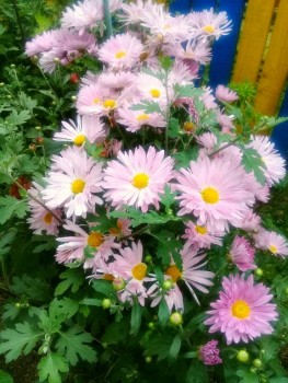 Декоративные садовые растения. - 20190824_111324.jpg