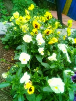 Декоративные садовые растения. - 20190824_111353.jpg