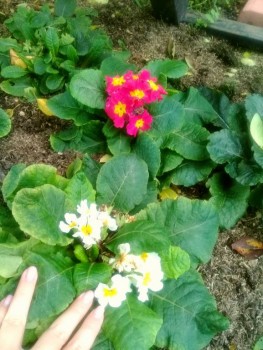 Декоративные садовые растения. - 20190824_111418.jpg