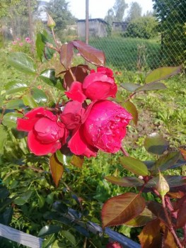 Декоративные садовые растения. - 20190826_091336.jpg