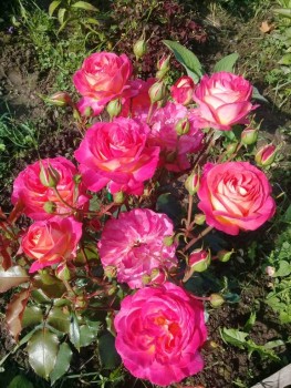 Декоративные садовые растения. - 20190826_091307.jpg