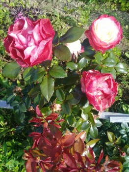 Декоративные садовые растения. - 20190826_091250.jpg