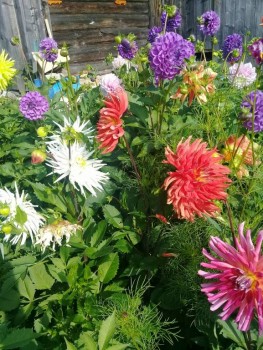 Декоративные садовые растения. - 20190826_091041.jpg