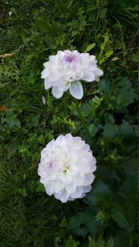 Декоративные садовые растения. - 20190825_130047.jpg