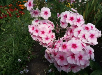 Декоративные садовые растения. - IMG-20190819-WA0013.jpg