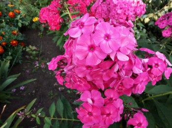 Декоративные садовые растения. - IMG-20190827-WA0001.jpg