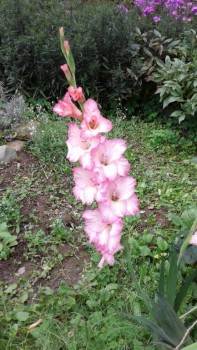 Декоративные садовые растения. - 20190822_170303.jpg