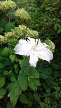 Декоративные садовые растения. - 20190822_170407.jpg