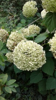 Декоративные садовые растения. - 20190822_170447.jpg