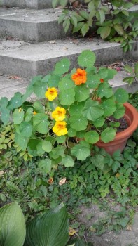 Декоративные садовые растения. - 20190822_170723.jpg