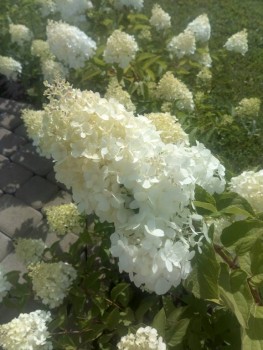 Декоративные садовые растения. - IMG_20190811_113830.jpg