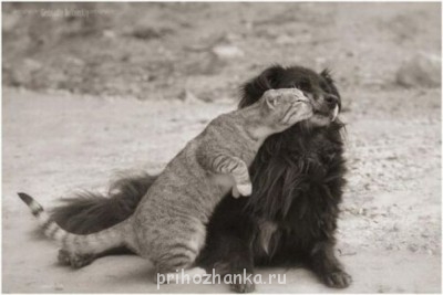 Что нам попалось в мировой сети... - x_7aee41f1.jpg