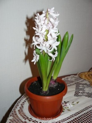 Мои комнатные растения. - P1080197.JPG