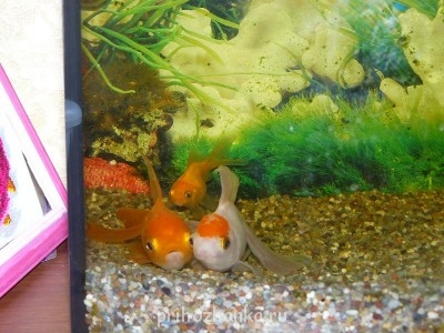 Кого из животных вы содержите? Фото приветствуется. - P1080178.JPG