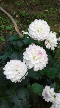 Декоративные садовые растения. - 20190915_140556[1].jpg