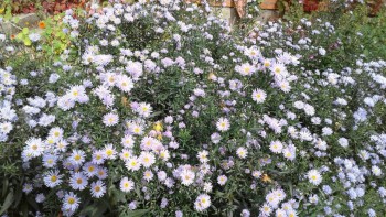 Декоративные садовые растения. - 20190915_135650[1].jpg