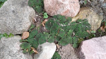 Декоративные садовые растения. - 20190915_135903[1].jpg