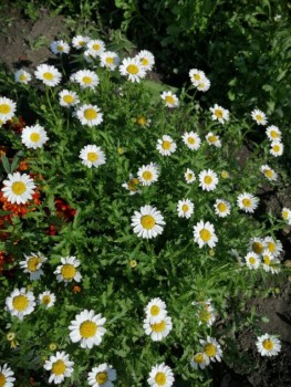 Декоративные садовые растения. - IMG-20190915-WA0004.jpg