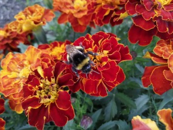 Декоративные садовые растения. - IMG-20190915-WA0003.jpg