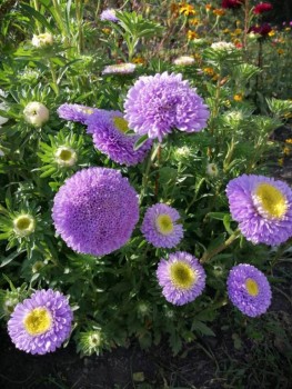 Декоративные садовые растения. - IMG-20190915-WA0001.jpg