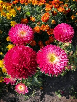 Декоративные садовые растения. - IMG-20190915-WA0002.jpg