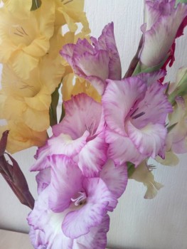 Декоративные садовые растения. - IMG_20190915_181623.jpg