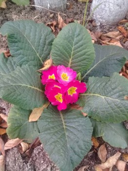 Декоративные садовые растения. - 20190915_145643.jpg