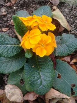 Декоративные садовые растения. - 20190915_145651.jpg