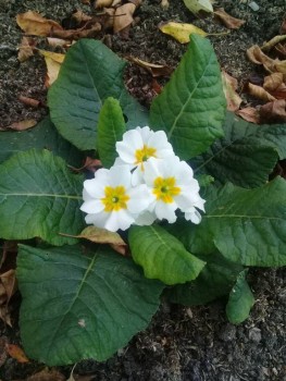 Декоративные садовые растения. - 20190915_145702.jpg