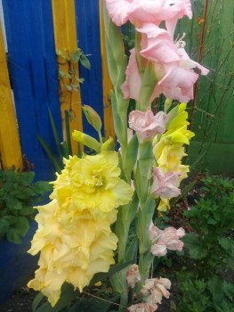 Декоративные садовые растения. - 20190915_145901.jpg