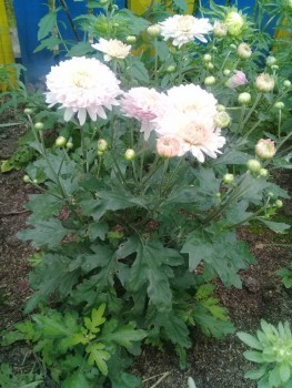 Декоративные садовые растения. - 20190915_145834.jpg