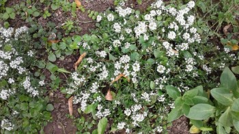 Декоративные садовые растения. - 20190915_135325.jpg