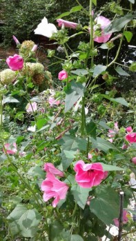 Декоративные садовые растения. - 20190915_135634.jpg