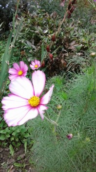 Декоративные садовые растения. - 20190915_140458.jpg