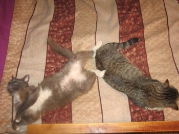 Кого из животных вы содержите? Фото приветствуется. - кошки.jpg