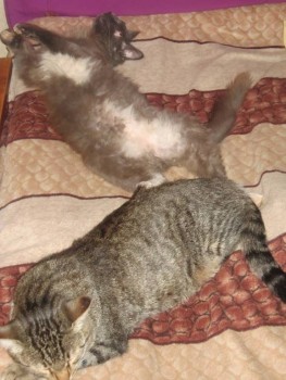 Кого из животных вы содержите? Фото приветствуется. - кошки2.jpg