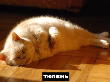 Из ВКонтактика с приветиком  - 1568834450.jpg