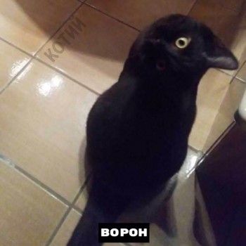 Из ВКонтактика с приветиком  - 1568834444.jpg