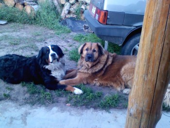 Это наши Альма и Скиф. Бернский зенненхунд и леонбергер. Достались нам, чудом Божиим, почти безплатно.