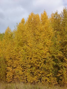 Чем сегодня занимались - 20190929_084032.jpg