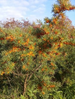 Чем сегодня занимались - 20190929_081815.jpg
